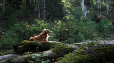 Bir Nova Scotia Duck Tolling Retriever güneşli bir ormanda yosun kaplı bir kütüğün üzerinde dinleniyor. Köpek rahat görünüyor, yemyeşil ile çevrili..