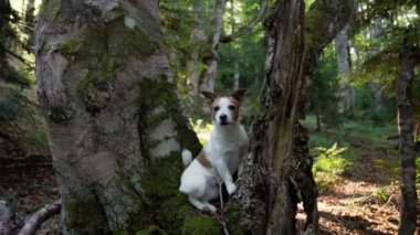 Ağaçlarla çevrili bir ormanda sakince oturan bir Jack Russell Terrier. Sahne sakin, köpek doğal ortamın tadını çıkarıyor..