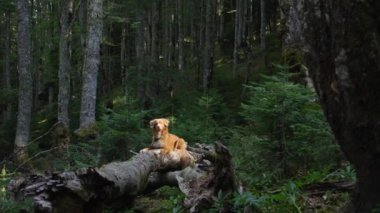 Bir Nova Scotia Duck Tolling Retriever ormanda devrilmiş bir ağaçta oturuyor. Köpek tetiktedir, yüksek ağaçlar ve yoğun çalılıklarıyla..