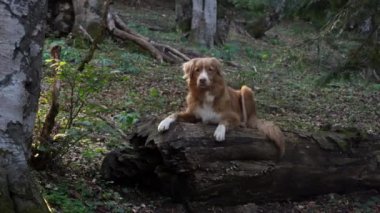 Ormandaki büyük bir ağaç kütüğünün üzerinde yatan bir Nova Scotia Duck Tolling Retriever. Güneş ışığı ağaçların arasından süzülür, sahneye sıcak bir parıltı saçar..