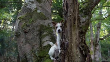 Bir Jack Russell Terrier ormandaki bir ağacın arkasından gözetliyor. Köpek meraklı görünüyor, doğal ortama karışıyor..