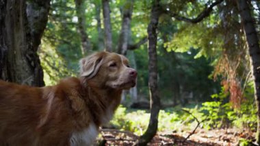 Güneşli bir ormanda duran bir Nova Scotia Duck Tolling Retriever. Köpek uyanık, yemyeşil ağaçlarla çevrili..
