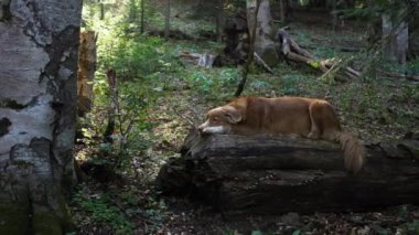 Ormandaki devrilmiş bir ağaçta yatan bir Nova Scotia Duck Tolling Retriever. Köpek sakin görünüyor. Huzurlu ormanlarla çevrili..