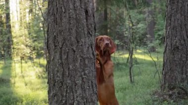 Bir Vizsla köpeği, sık bir ormanda, ağaçların ve güneş ışığının altında bir ağacın arkasına saklanmış..