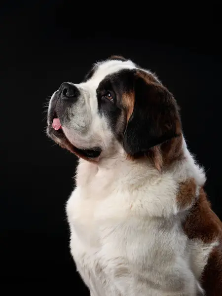 stock image A Saint Bernard dog looks to the side, its tongue slightly out, conveying a gentle and calm demeanor against a dark backdrop.