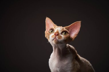 Bir Devon Rex kedisi ilginç bir şekilde başını eğer, ince özellikleri ve anlamlı gözleri karanlık bir arka plana karşı bir entrika anı yakalar..