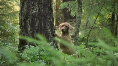 Ormandaki bir ağacın arkasından bir köpek dikizliyor. Güneş ışığı ağaçların arasından süzülür, köpeği ve çevresini aydınlatır..