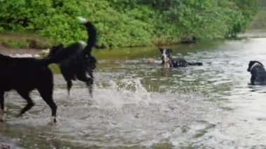 Birkaç köpek gölün kenarında oynuyor, bazıları suda, bazıları da kıyıda..