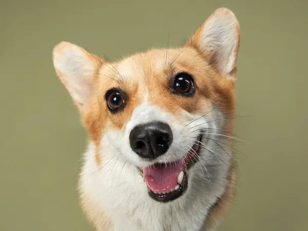 stock image A cheerful Corgi smiles broadly in front of a green backdrop, its sparkling eyes full of life and mischief, capturing the playful spirit of the breed.