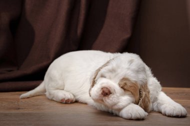 Bir Uykucu Spaniel köpeği, ahşap bir zeminde huzur içinde uyur. Yüzü kısmen gizlidir. Kapalı bir ortamda..