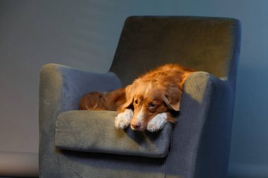 Bir Nova Scotia Duck Tolling Retriever gri bir koltuğa yayılır, rahat duruşu şık bir evin sakin atmosferini yansıtır..