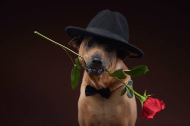 Thai Ridgeback zarif bir şekilde ağzında siyah papyonlu ve klasik şapkalı kırmızı bir gül tutar. Stüdyoda romantik ve sofistike bir aura oluşturur.