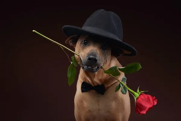 stock image A Thai Ridgeback elegantly holds a red rose in its mouth with a black bow tie and classic hat, embodying a romantic and sophisticated aura in a studio setting