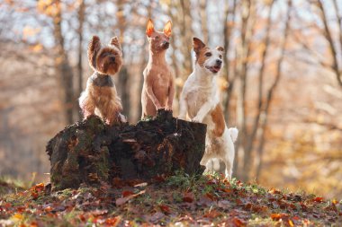 Bir Yorkshire Teriyeri, karışık bir cins ve bir sonbahar ormanında ağaç kütüğünde birlikte duran bir Jack Russell Terrier..