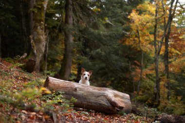 Bir Jack Russell Terrier, sonbahar ağaçları ve yapraklarıyla çevrili bir ormanda bir kütüğün üzerinde duruyor..