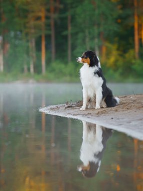 Huzurlu bir gölün kenarındaki bir Avustralya çoban köpeği su yüzeyindeki yansıması. Huzurlu sahne, barışçıl bir arkadaşlığı çağrıştırıyor..