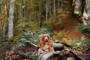 Nova Scotia Duck Tolling Retriever sonbaharda bir ormanda düşmüş bir kütüğün üzerinde dinlenir..