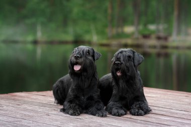 İki Minyatür Schnauzer, sık ormanlarla çevrili sakin bir göle bakan ahşap bir rıhtımda neşeli bir anın tadını çıkarıyorlar..