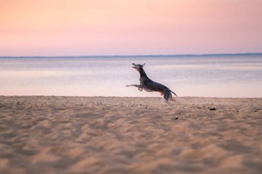 Bir Whippet kumsal boyunca coşkuyla koşar, kumlu zemine doğru uzun adımlarla ilerler. Gün batımı, sahneye dramatik bir yetenek katar..
