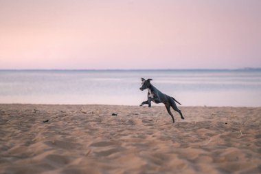 Bir Whippet kumsal boyunca coşkuyla koşar, kumlu zemine doğru uzun adımlarla ilerler. Gün batımı, sahneye dramatik bir yetenek katar..