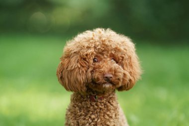 Kıvırcık saçlı bir kaniş, güneşli bir parktaki kameraya merakla bakıyor..