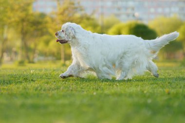 Bu Uykucu Spaniel köpeği koşuyor ve renkli bahar çiçekleriyle çevrili sessiz bir anın tadını çıkarıyor..