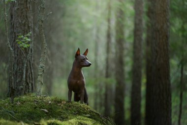 Kılsız bir köpek yemyeşil bir orman ortamında tetikte durur, kulakları yumuşak orman ışığında yanar..