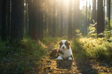 Dengeli bir Avustralya kurdu yemyeşil bir ormanda oturuyor, paltosu sisli arka planla çelişiyor. Huzurlu ortam, köpeklerin doğal güzelliklerinin ortasındaki sakinliği vurguluyor..