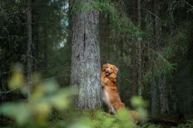 Yeşil Orman 'da Nova Scotia Duck Tolling Retriever Dog. Ormanda bir evcil hayvanla yürümek.