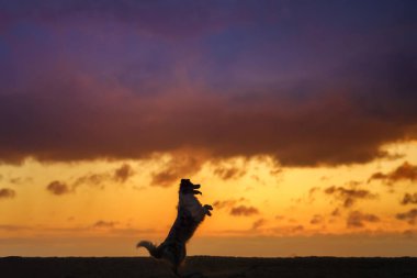 Muhteşem bir gün batımında kumlu bir sahilde görkemli bir Sınır Collie köpeği..