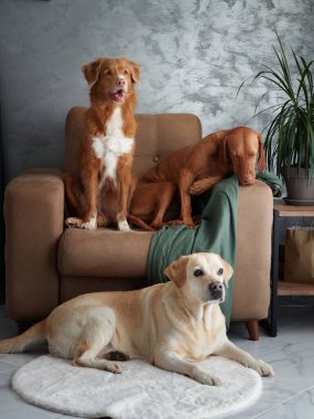 Dört köpekten oluşan dostane bir toplantı, evde uyumlu bir karışım. Bir Labrador, Vizsla, Nova Scotia Duck Tolling Retriever ve Jack Russell Terrier şık bir yaşam alanında bir araya geldiler.