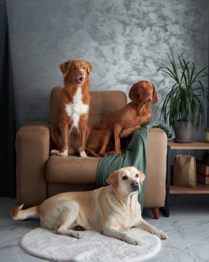 Dört köpekten oluşan dostane bir toplantı, evde uyumlu bir karışım. Bir Labrador, Vizsla, Nova Scotia Duck Tolling Retriever ve Jack Russell Terrier şık bir yaşam alanında bir araya geldiler.