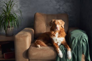 Bir Nova Scotia Duck Tolling Retriever köpeği, yeşil kumaştan yumuşak bir kumaş örtüsü ve bir zarafet ekleyerek, bronz bir koltuğa uzanır.