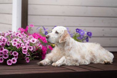 İngiliz Spaniel, canlı pembe ve mor çiçeklerle çevrili ahşap bir yüzeye uzanmış huzur dolu bir dinlenme anını yakalıyor..