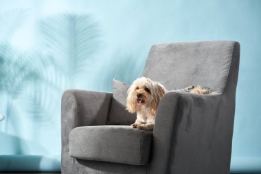 Neşeli bir ifadeyle küçük, tüylü bir köpek gri bir koltuğa rahatça oturur ve modern dekoru canlandırır..