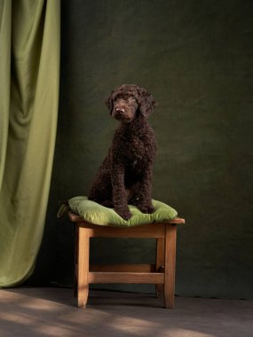 Kahverengi bir İtalyan Su Köpeği sade ahşap bir taburede yeşil örtülü bir arka plana karşı nazikçe oturur ve basit ama çarpıcı bir poz verir..