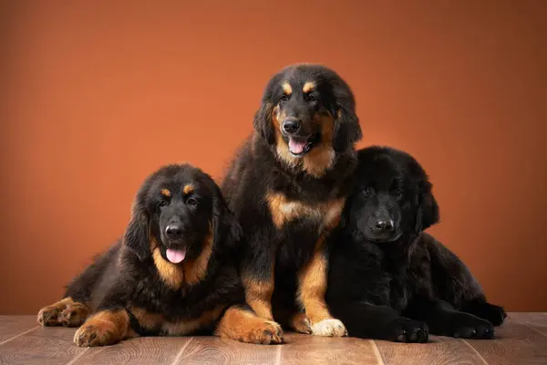 stock image A group of Tibetan Mastiffs dogs pose together, their powerful stances and protective gazes demonstrating the breed guarding instincts. The warm background emphasizes their strong and loyal nature.