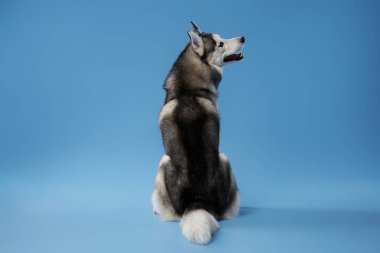 Bir Husky köpeği omuzlarının üzerinden geriye bakar, çarpıcı özellikleri ve dikkat çekici ifadesi sakin mavi bir arka plana karşı yakalanır, ihtiyatı ve sadakati sembolize eder.