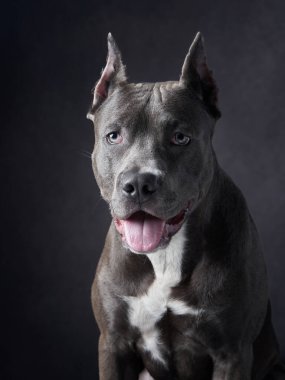 Pit Bul köpeği düşünceli bir şekilde dinlenir. Yansıtıcı ifadesi, yumuşak ışıkla gelişir ve dinamik doğasının dingin bir yönünü gösterir..