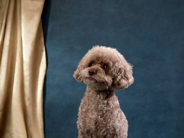 dog portrait with noble gaze, Studio shot with character. An attentive Poodle sits gracefully, looking off into the distance with a noble air against a muted studio backdrop clipart