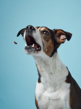  Neşeli bir melez köpek sıçrıyor, gözleri ve ağzı açık, sakin mavi bir stüdyoya karşı bir ziyafet bekliyor.