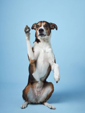 Eğitimli melez köpek pozları, stüdyonun maviye çektiği pozlar. Canlı bir ifadeye sahip cezbedici bir köpek dik oturur, ön ayaklar kalkar.