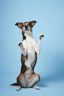 Eğitimli melez köpek pozları, stüdyonun maviye çektiği pozlar. Canlı bir ifadeye sahip cezbedici bir köpek dik oturur, ön ayaklar kalkar.