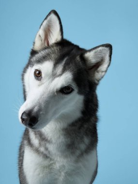Stüdyoda özenli Sibirya Husky tasviri, gök mavisi arka plan gri ve beyaz kürkünü tamamlıyor. Bu onurlu poz Husky 'lerin keskin bakışlarını ve simetrik yüz izlerini vurgular.