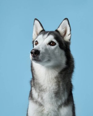 Sibirya Husky 'sini uyarın, bir stüdyo ortamında canlandırılmış, delici bakışlarını sergiliyor. Köpek portresi, sakin mavi bir arkaplan karşısında, ikonik işaretleri ve özenli ifadeyi yakalar.