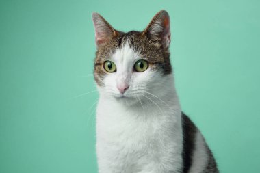 Canlı yeşil gözleri olan meraklı beyaz ve tekir bir kedi açık mavi bir arka plana dikkatle bakıyor..