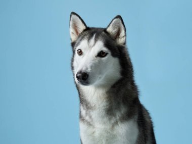 Sibirya Husky 'sini uyarın, bir stüdyo ortamında canlandırılmış, delici bakışlarını sergiliyor. Köpek portresi, sakin mavi bir arkaplan karşısında, ikonik işaretleri ve özenli ifadeyi yakalar.
