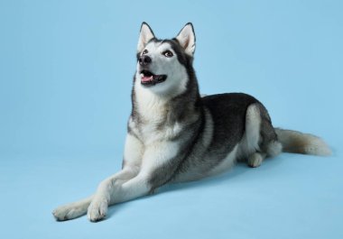 İçerik Sibirya Husky 'si yumuşak mavi bir arka plana yaslanmış, rahat ama özenli doğasını sergiliyor. Köpekler berrak, akıllı gözler ve sağlıklı bir palto, iyi bakılan bir arkadaşla konuşur.