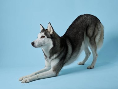 İçerik Sibirya Husky 'si yumuşak mavi bir arka plana yaslanmış, rahat ama özenli doğasını sergiliyor. Köpekler berrak, akıllı gözler ve sağlıklı bir palto, iyi bakılan bir arkadaşla konuşur.