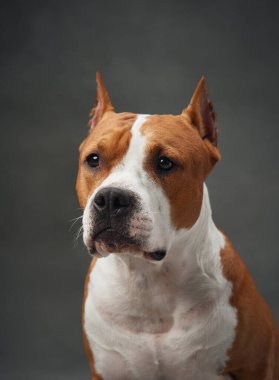 Amerikan Staffordshire Terrier köpeği portresi, odaklanmış ve ağırbaşlı. Yakından bakınca özenli bakışları ve kaslı yapısını bir stüdyo ortamında güç ve uyanıklığını gösteriyor.